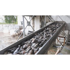 Top One Fishery (Kaiping) Limited Supplier Evaluation