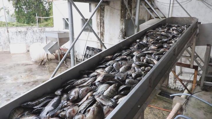 Top One Fishery (Kaiping) Limited