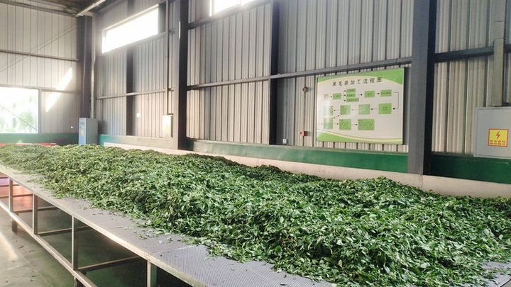 Pingli Yiming Tea Co., Ltd.